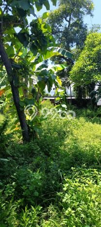 Untuk Dijual Tanah di Buleleng, Luas 1000m2 SHM Untuk Dijual Tanah di Buleleng, Luas 1000m2 SHM