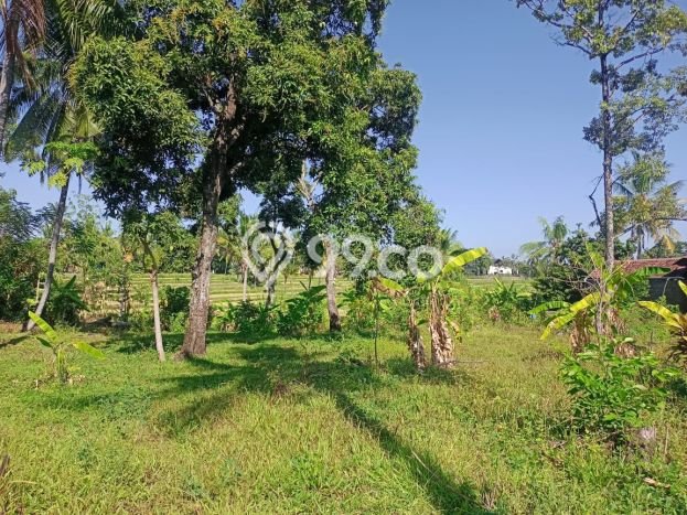 Tanah Dijual di Buleleng Seluas 2000m2 Strategis Tanah Dijual di Buleleng Seluas 2000m2 Strategis