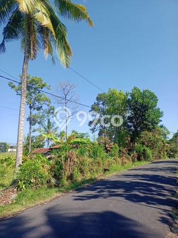 Tanah Dijual di Buleleng Seluas 2000m2 Strategis Tanah Dijual di Buleleng Seluas 2000m2 Strategis