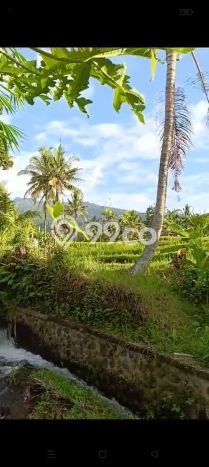 Tanah Dijual di Buleleng Seluas 2000m2 Strategis Tanah Dijual di Buleleng Seluas 2000m2 Strategis