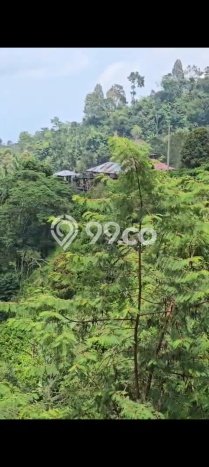 Dijual Tanah Lokasi Wanagiri, Buleleng Seluas 7000m2 Dijual Tanah Lokasi Wanagiri, Buleleng Seluas 7000m2