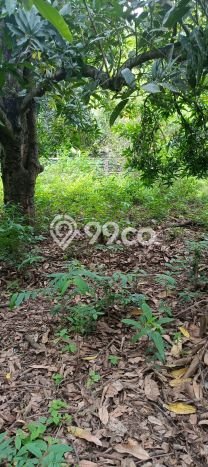 Lahan untuk Dijual di Gerokgak Buleleng Luas 900m2 Lahan untuk Dijual di Gerokgak Buleleng Luas 900m2