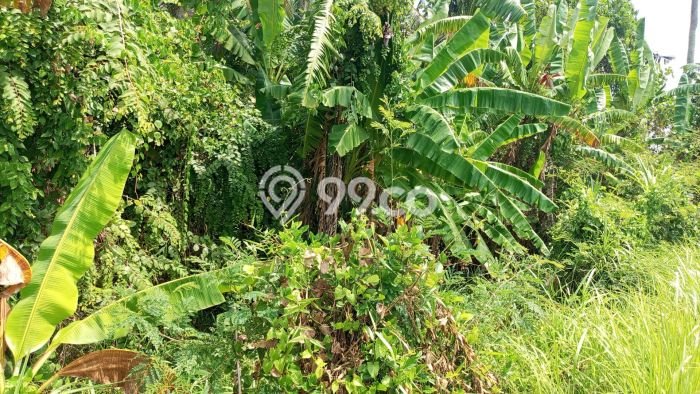 Kavling Tanah Dijual di Kerambitan, Tabanan, Luas 1760m2 Area Strategis Kavling Tanah Dijual di Kerambitan, Tabanan, Luas 1760m2 Area Strategis