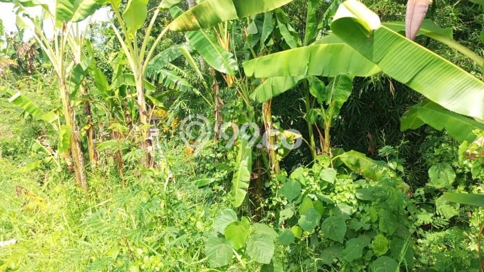 Kavling Tanah Dijual di Kerambitan, Tabanan, Luas 1760m2 Area Strategis Kavling Tanah Dijual di Kerambitan, Tabanan, Luas 1760m2 Area Strategis