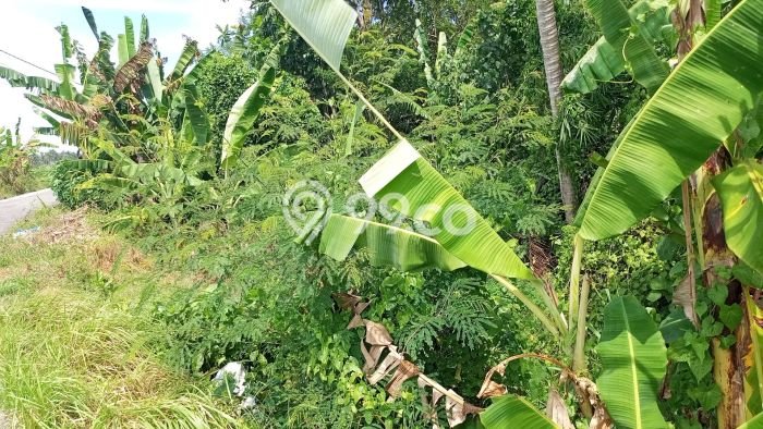Kavling Tanah Dijual di Kerambitan, Tabanan, Luas 1760m2 Area Strategis Kavling Tanah Dijual di Kerambitan, Tabanan, Luas 1760m2 Area Strategis