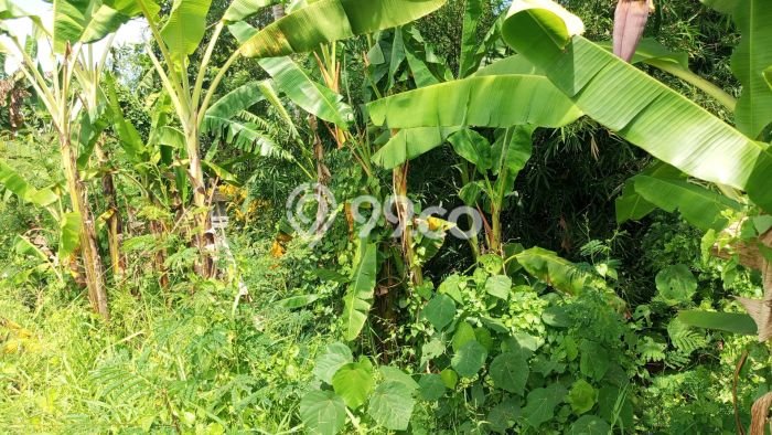 Kavling Tanah Dijual di Kerambitan, Tabanan, Luas 1760m2 Area Strategis Kavling Tanah Dijual di Kerambitan, Tabanan, Luas 1760m2 Area Strategis