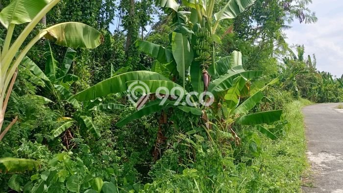 Kavling Tanah Dijual di Kerambitan, Tabanan, Luas 1760m2 Area Strategis Kavling Tanah Dijual di Kerambitan, Tabanan, Luas 1760m2 Area Strategis