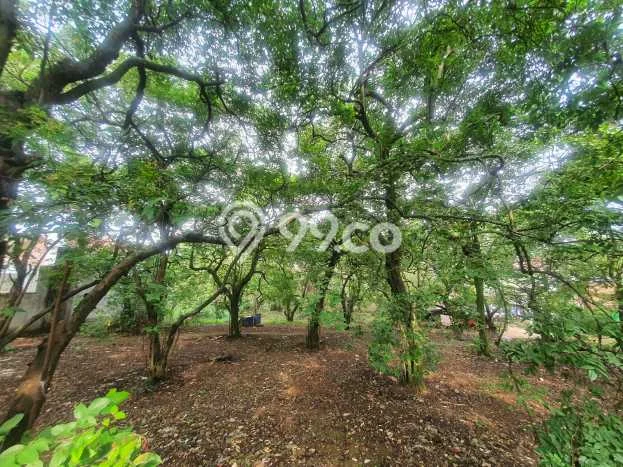 Kavling Tanah di Pancoran Mas Dijual Luas 2600m2 Legalitas SHM Kavling Tanah di Pancoran Mas Dijual Luas 2600m2 Legalitas SHM