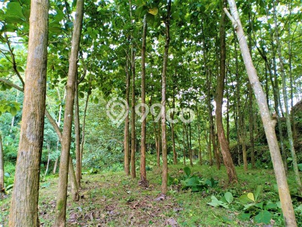 Tanah Area Potensial Kawasan Kerjo, Luas 2324m², Kawasan Asri, Akses Kerjo, Karanganyar, Karanganyar Tanah Area Potensial Kawasan Kerjo, Luas 2324m², Kawasan Asri, Akses Kerjo, Karanganyar, Karanganyar