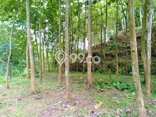 Tanah Area Potensial Kawasan Kerjo, Luas 2324m², Kawasan Asri, Akses Kerjo, Karanganyar, Karanganyar Tanah Area Potensial Kawasan Kerjo, Luas 2324m², Kawasan Asri, Akses Kerjo, Karanganyar, Karanganyar