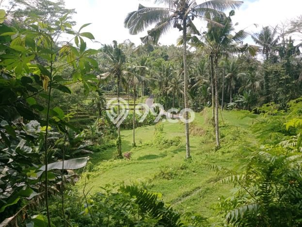 Lahan untuk Dijual di Ubud Gianyar Luas 2000m2 Lahan untuk Dijual di Ubud Gianyar Luas 2000m2