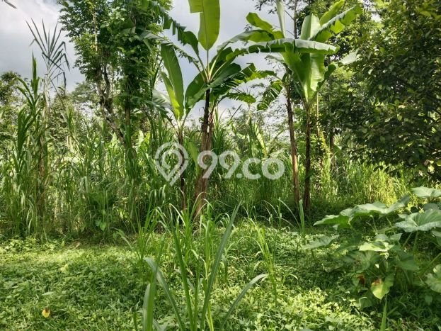 Kavling Tanah untuk Dijual di Taro, Gianyar, Luas 5200m2 Kavling Tanah untuk Dijual di Taro, Gianyar, Luas 5200m2