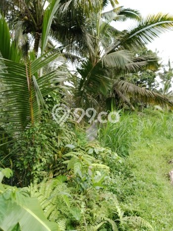Dijual Tanah Area Potensial Kawasan Ubud, Luas 480m², Lingkungan Nyaman Dijual Tanah Area Potensial Kawasan Ubud, Luas 480m², Lingkungan Nyaman