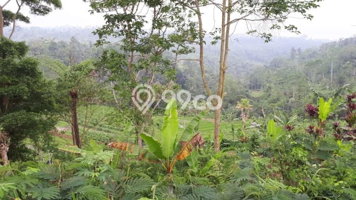 Dijual Tanah di Payangan Gianyar Luas 20200m2 SHM Dijual Tanah di Payangan Gianyar Luas 20200m2 SHM