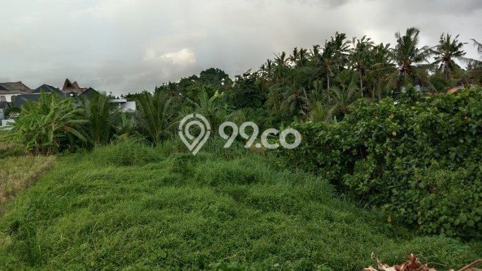 Dijual Tanah di Ubud Gianyar Luas 1650m2 SHM Dijual Tanah di Ubud Gianyar Luas 1650m2 SHM