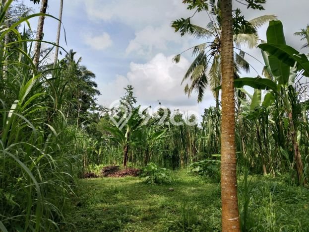 Kavling Tanah untuk Dijual di Taro, Gianyar, Luas 5200m2 Kavling Tanah untuk Dijual di Taro, Gianyar, Luas 5200m2