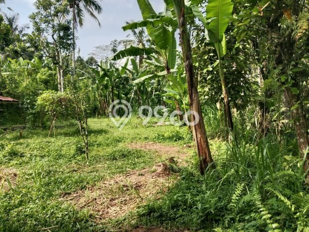 Kavling Tanah untuk Dijual di Taro, Gianyar, Luas 5200m2 Kavling Tanah untuk Dijual di Taro, Gianyar, Luas 5200m2