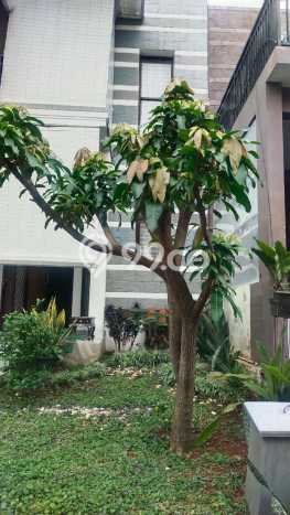 Hunian Super Elit dengan Akses Paling Strategis di Sektor 9-Bintaro, Tangerang Selatan Hunian Super Elit dengan Akses Paling Strategis di Sektor 9-Bintaro, Tangerang Selatan