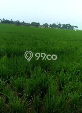 Tanah Komersial di Karawang Barat, Luas 5060m2m², Akses Mudah Tanah Komersial di Karawang Barat, Luas 5060m2m², Akses Mudah