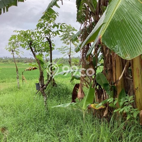 Disewakan Tanah di Lovina Buleleng Seluas 150m2 Disewakan Tanah di Lovina Buleleng Seluas 150m2