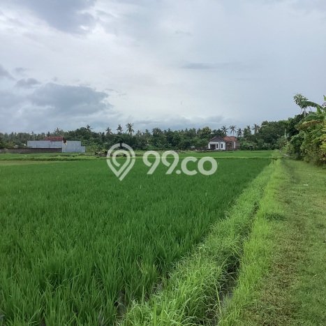 Disewakan Tanah di Lovina Buleleng Seluas 150m2 Disewakan Tanah di Lovina Buleleng Seluas 150m2
