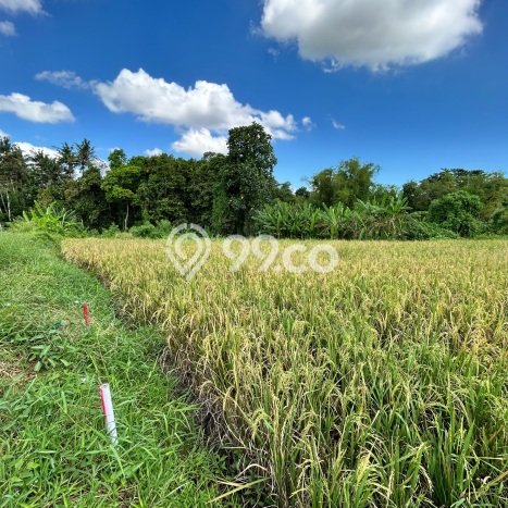 Tanah Kavling Dijual di Tabanan dengan Spesifikasi 100m2 Tanah Kavling Dijual di Tabanan dengan Spesifikasi 100m2