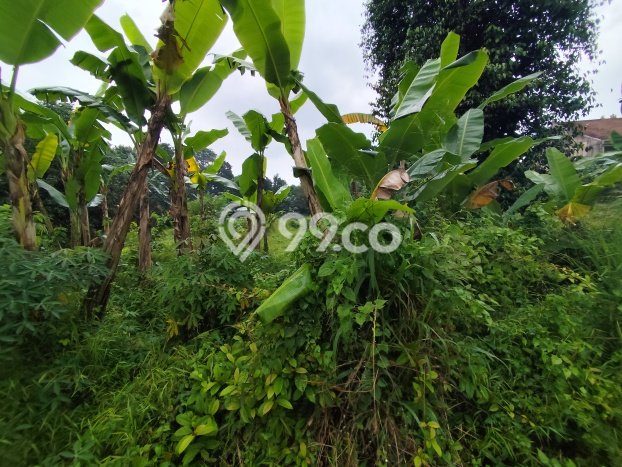 Disewakan Tanah di Pagedangan Luas 3000m2 SHM Disewakan Tanah di Pagedangan Luas 3000m2 SHM