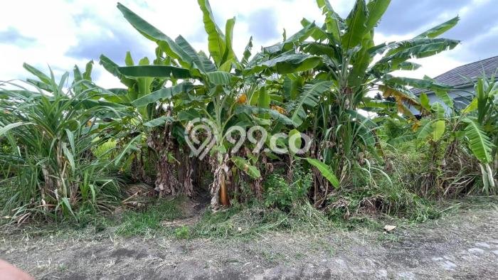 Tanah Dijual Lokasi Sukawati Gianyar SHM Tanah Dijual Lokasi Sukawati Gianyar SHM