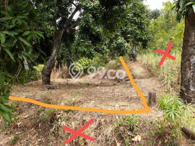 Tanah Dijual Lokasi Sukasada, Buleleng Luas 1000m2 Legalitas Aman Tanah Dijual Lokasi Sukasada, Buleleng Luas 1000m2 Legalitas Aman