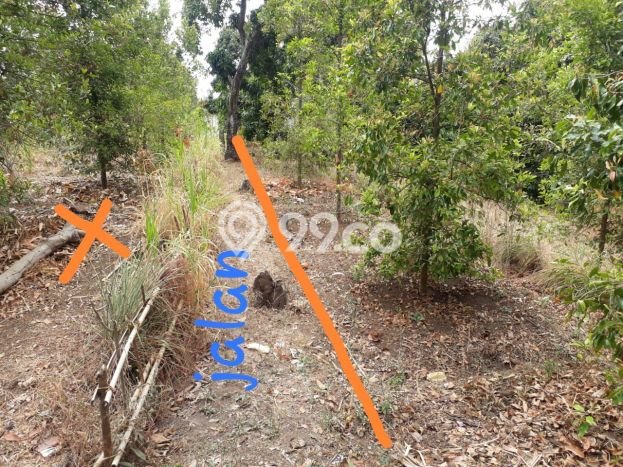 Tanah Dijual Lokasi Sukasada, Buleleng Luas 1000m2 Legalitas Aman Tanah Dijual Lokasi Sukasada, Buleleng Luas 1000m2 Legalitas Aman