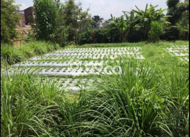 Tanah Dijual Area Strategis di Setiabudi Bandung 195m2 Tanah Dijual Area Strategis di Setiabudi Bandung 195m2