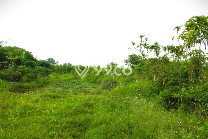 Pabrik Paling Dicari LB 50m2 Dijual di Cikande Pabrik Paling Dicari LB 50m2 Dijual di Cikande