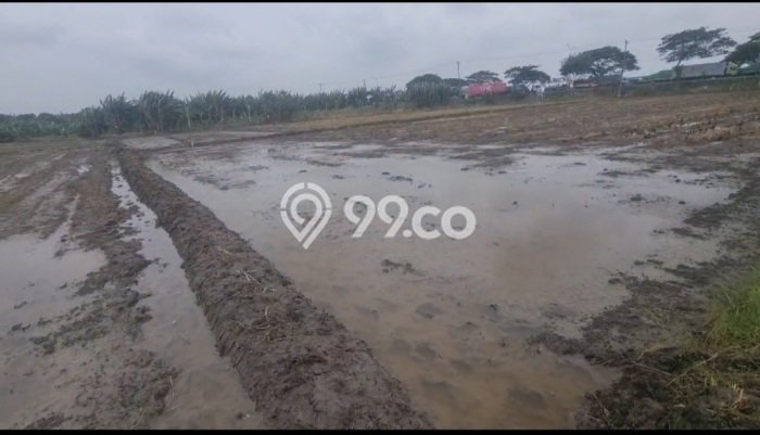 Lahan untuk Dijual di Wonosalam Demak Luas 4120m2 Lahan untuk Dijual di Wonosalam Demak Luas 4120m2