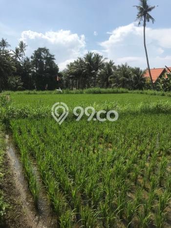 HARGA TERBAIK! Tanah Kawasan Ketewel, Luas 500m², Jalur Strategis, Cocok untuk Investasi HARGA TERBAIK! Tanah Kawasan Ketewel, Luas 500m², Jalur Strategis, Cocok untuk Investasi