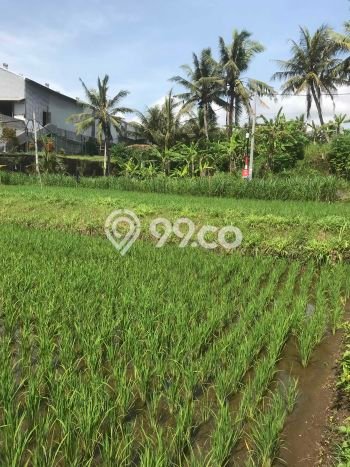 HARGA TERBAIK! Tanah Kawasan Ketewel, Luas 500m², Jalur Strategis, Cocok untuk Investasi HARGA TERBAIK! Tanah Kawasan Ketewel, Luas 500m², Jalur Strategis, Cocok untuk Investasi