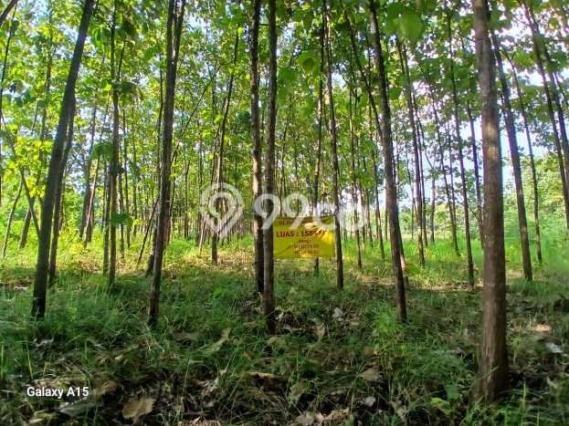 Tanah Kosong Dijual di Bojonegoro dengan Area 1554m2 Tanah Kosong Dijual di Bojonegoro dengan Area 1554m2