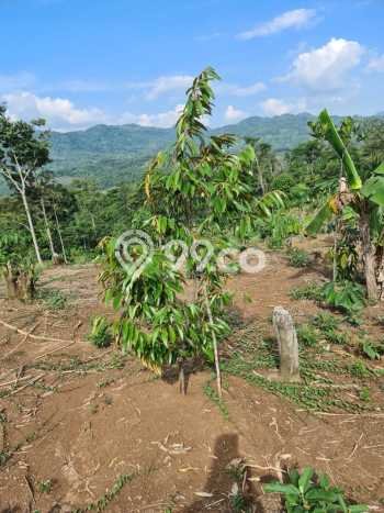 Kavling Tanah Dijual di Leuwidamar Lebak Spesifikasi 24000m2 Kavling Tanah Dijual di Leuwidamar Lebak Spesifikasi 24000m2