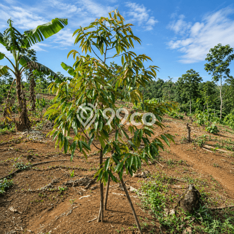 Kavling Tanah Dijual di Leuwidamar Lebak Spesifikasi 24000m2 Kavling Tanah Dijual di Leuwidamar Lebak Spesifikasi 24000m2