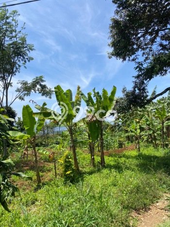 Kavling Tanah Dijual di Cigombong Bogor Spesifikasi 5600m2 Kavling Tanah Dijual di Cigombong Bogor Spesifikasi 5600m2