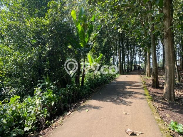 Kavling Tanah Dijual di Cijeruk Bogor Spesifikasi 5800m2 Kavling Tanah Dijual di Cijeruk Bogor Spesifikasi 5800m2