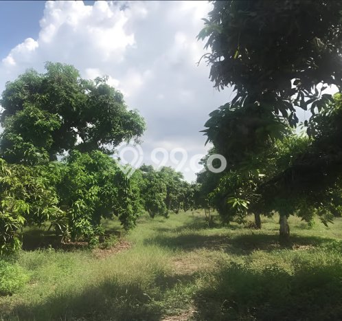 Dijual Tanah di Kertajati Majalengka Luas 1.1e+07m2 SHM Dijual Tanah di Kertajati Majalengka Luas 1.1e+07m2 SHM