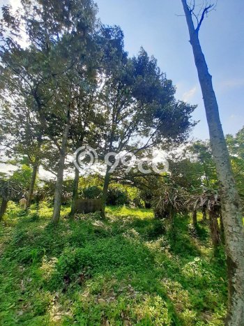 Lahan untuk Dijual Lokasi Prigen, Pasuruan Luas 5000m2 SHM Lahan untuk Dijual Lokasi Prigen, Pasuruan Luas 5000m2 SHM