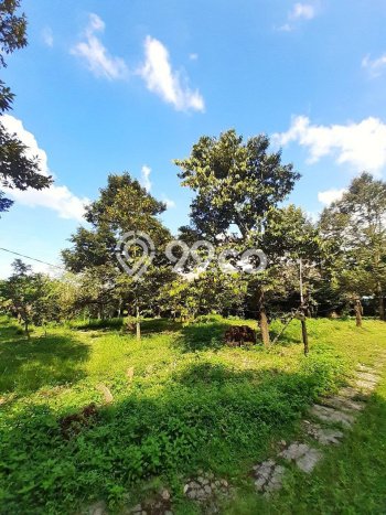 Lahan untuk Dijual Lokasi Prigen, Pasuruan Luas 5000m2 SHM Lahan untuk Dijual Lokasi Prigen, Pasuruan Luas 5000m2 SHM