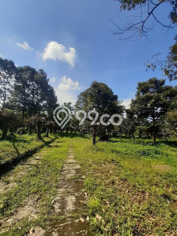 Lahan untuk Dijual Lokasi Prigen, Pasuruan Luas 5000m2 SHM Lahan untuk Dijual Lokasi Prigen, Pasuruan Luas 5000m2 SHM