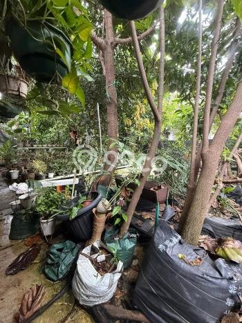 Kavling Tanah untuk Dijual di Cirendeu, Jakarta Selatan, Luas 242m2 Kavling Tanah untuk Dijual di Cirendeu, Jakarta Selatan, Luas 242m2