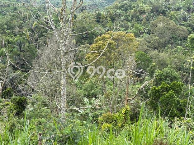 Dijual Tanah di Badung, Luas 11600m2 SHM Dijual Tanah di Badung, Luas 11600m2 SHM