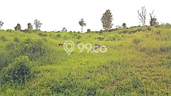 Kavling Tanah di Ciracap Dijual Luas 5.821265e+06m2 Legalitas - Kavling Tanah di Ciracap Dijual Luas 5.821265e+06m2 Legalitas -