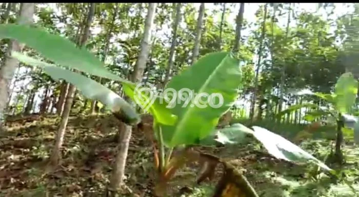 Tanah Kavling untuk Dijual di Sagaranten Sukabumi 1094m2 Tanah Kavling untuk Dijual di Sagaranten Sukabumi 1094m2