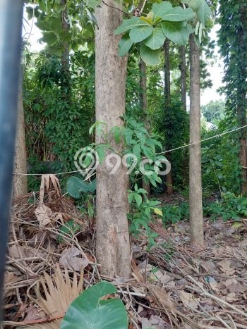 Tanah Kavling Dijual di Meruya, Jakarta Barat dengan Luas Tanah 250m2 Tanah Kavling Dijual di Meruya, Jakarta Barat dengan Luas Tanah 250m2