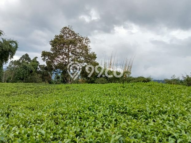 Untuk Dijual Tanah di Ciwidey Bandung Luas 3920m2 SHM Untuk Dijual Tanah di Ciwidey Bandung Luas 3920m2 SHM